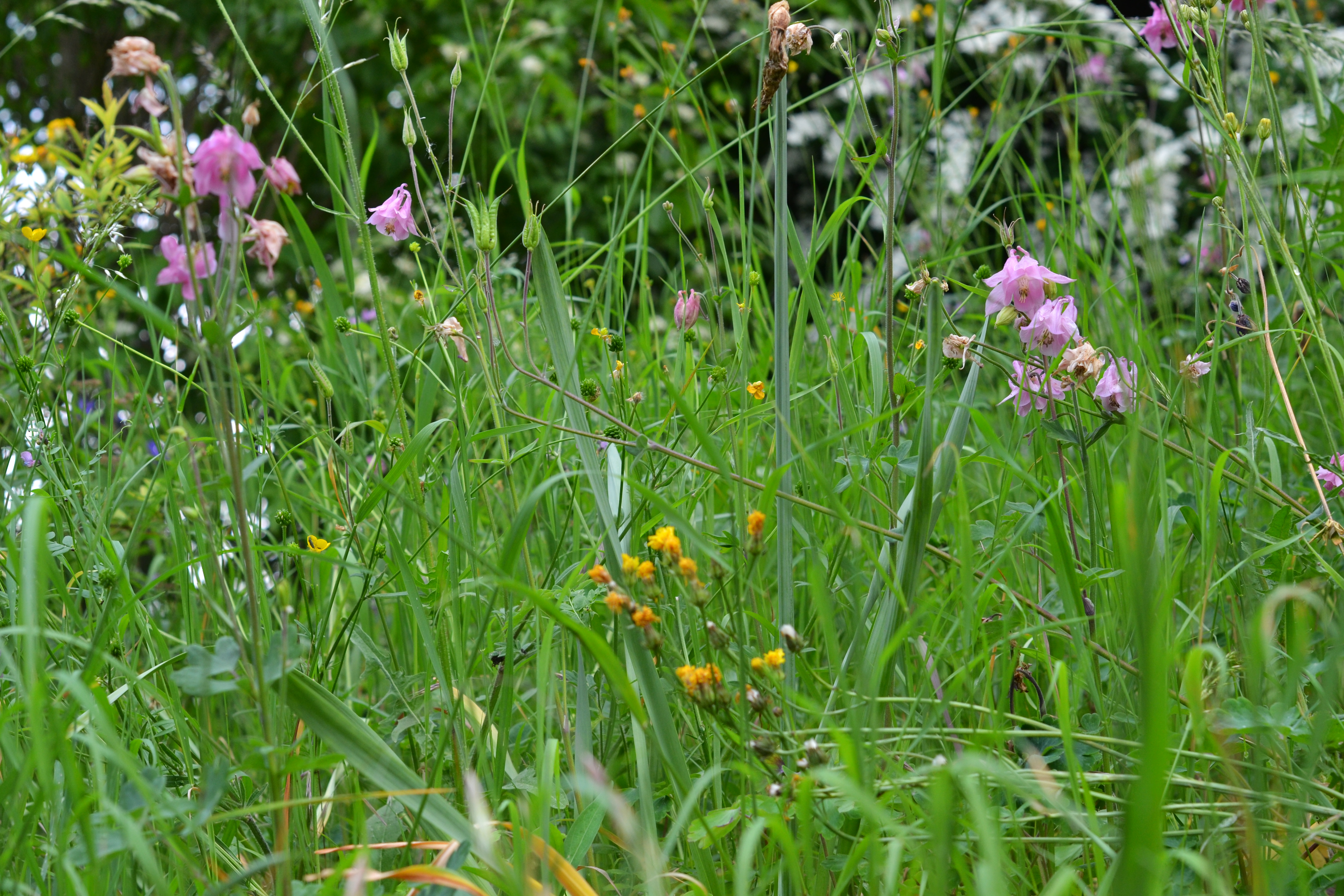 Sommerwiese