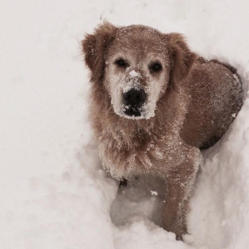 Goldie im Schnee