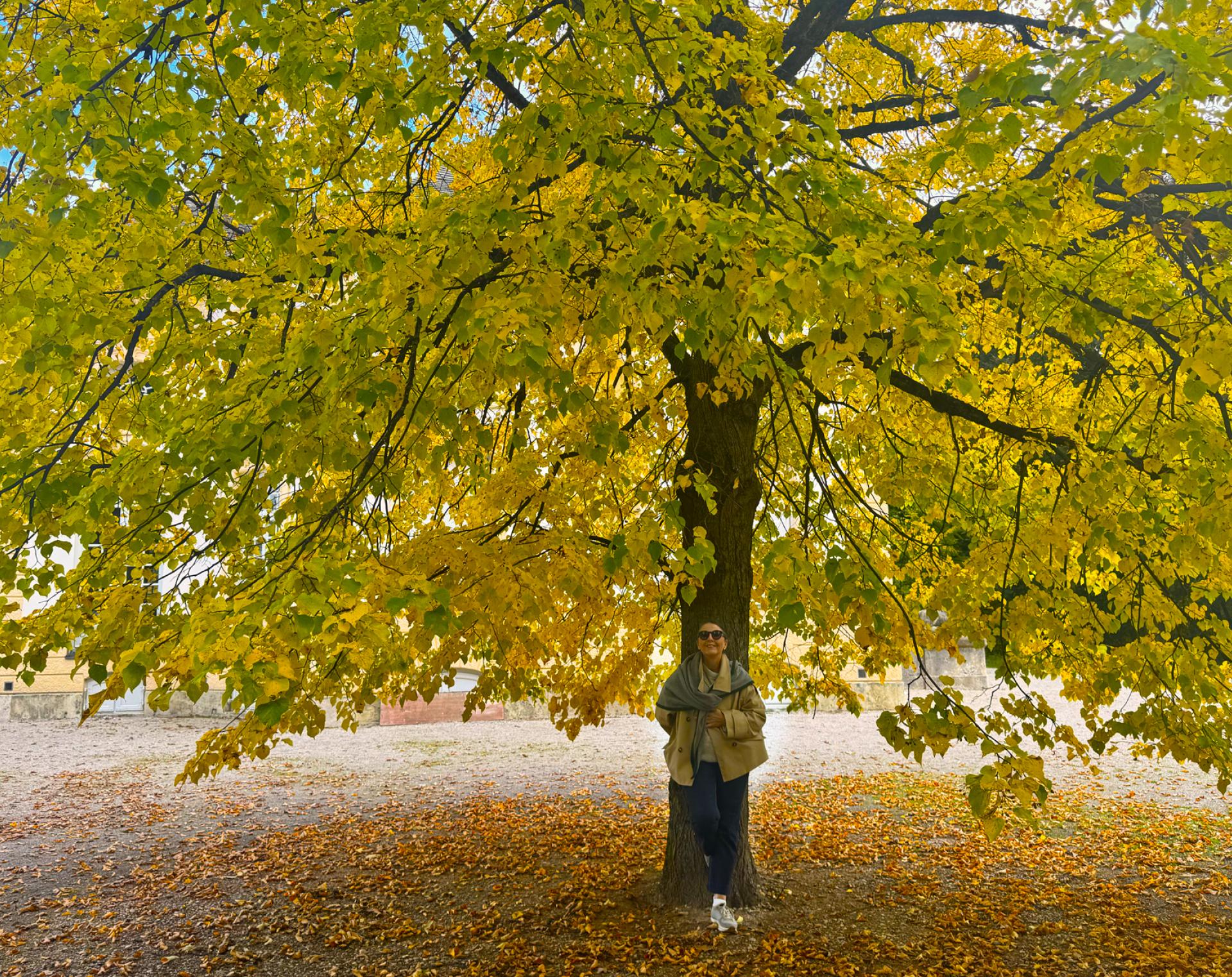 Herbstbaum