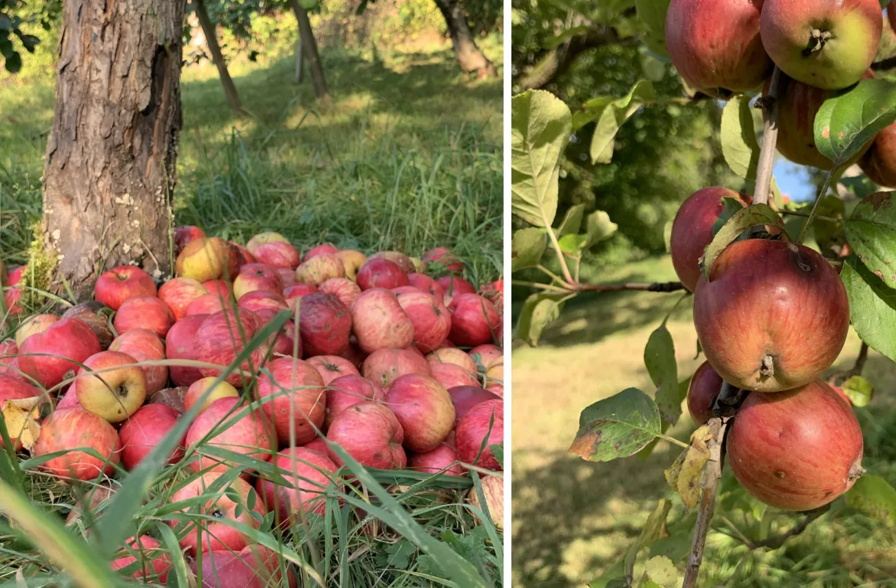 Äpfel liegen unter einem Baum