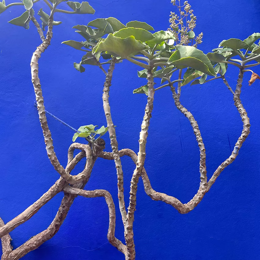 Jardin-Majorelle,-Art.