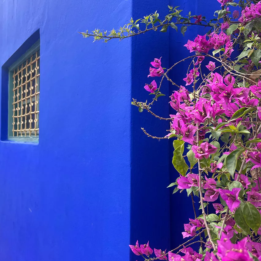 Jardin-Majorelle,-Bougainville