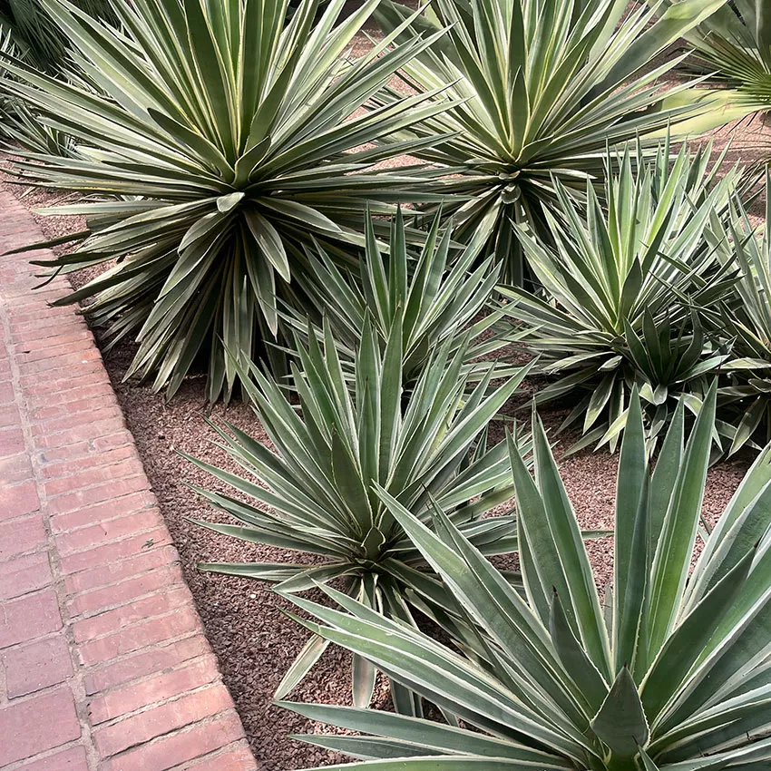 Jardina-Majorelle,-Kakteen