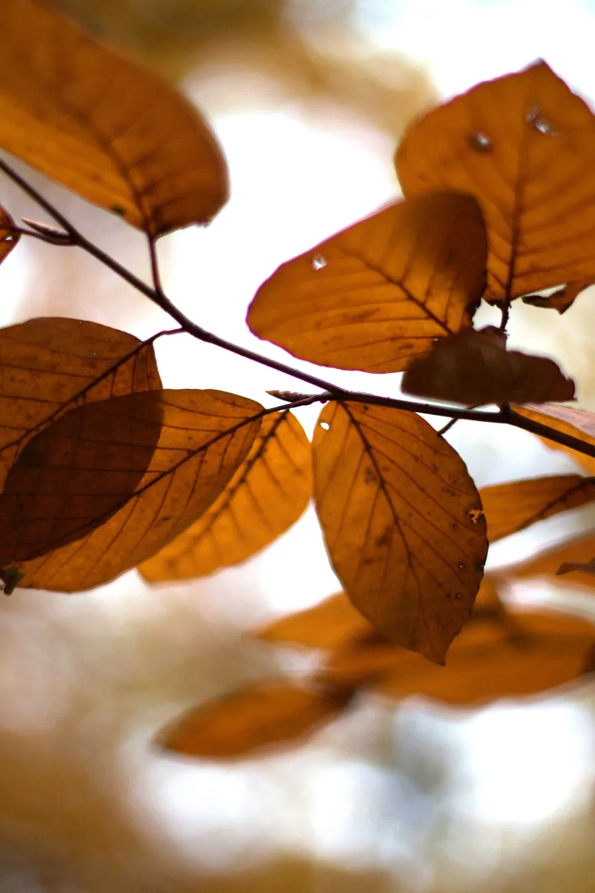 Braune Blätter im Herbst