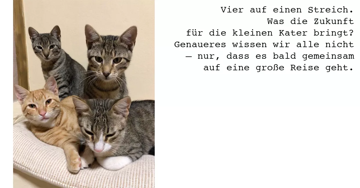 Große Reise für die kleinen Vier im Anmarsch