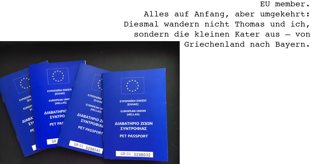 Vier Katzen einmal zum Mitnehmen bitte!