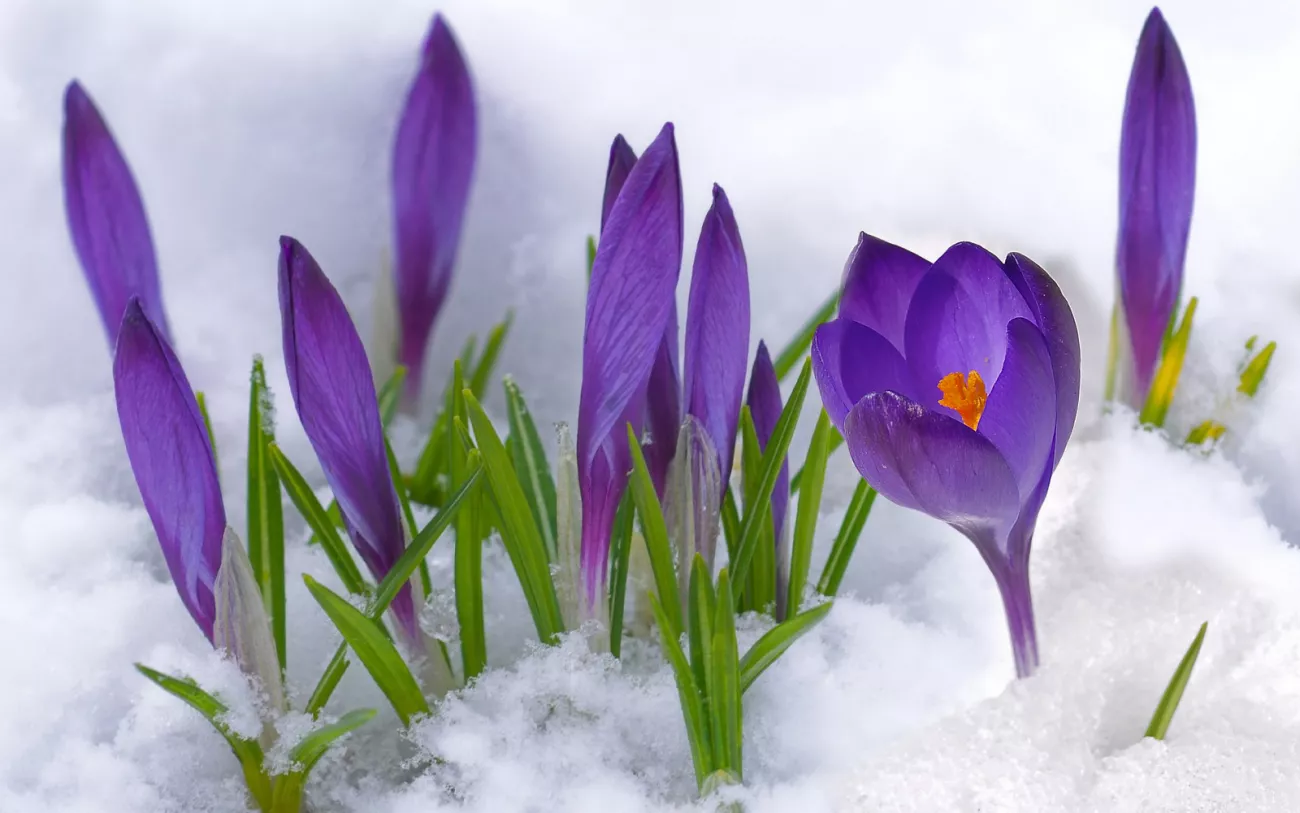 Krokus