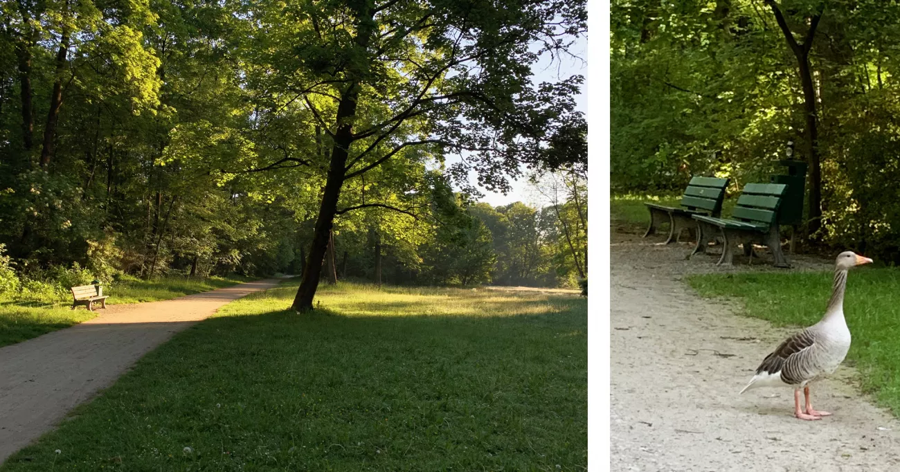 Englischer Garten