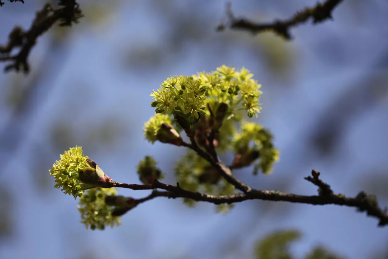 Knospen