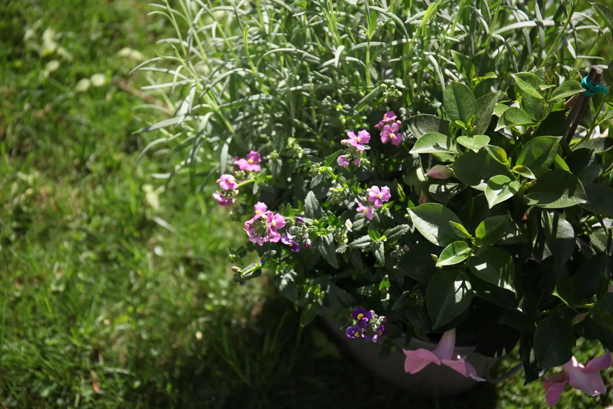 Maiblumen