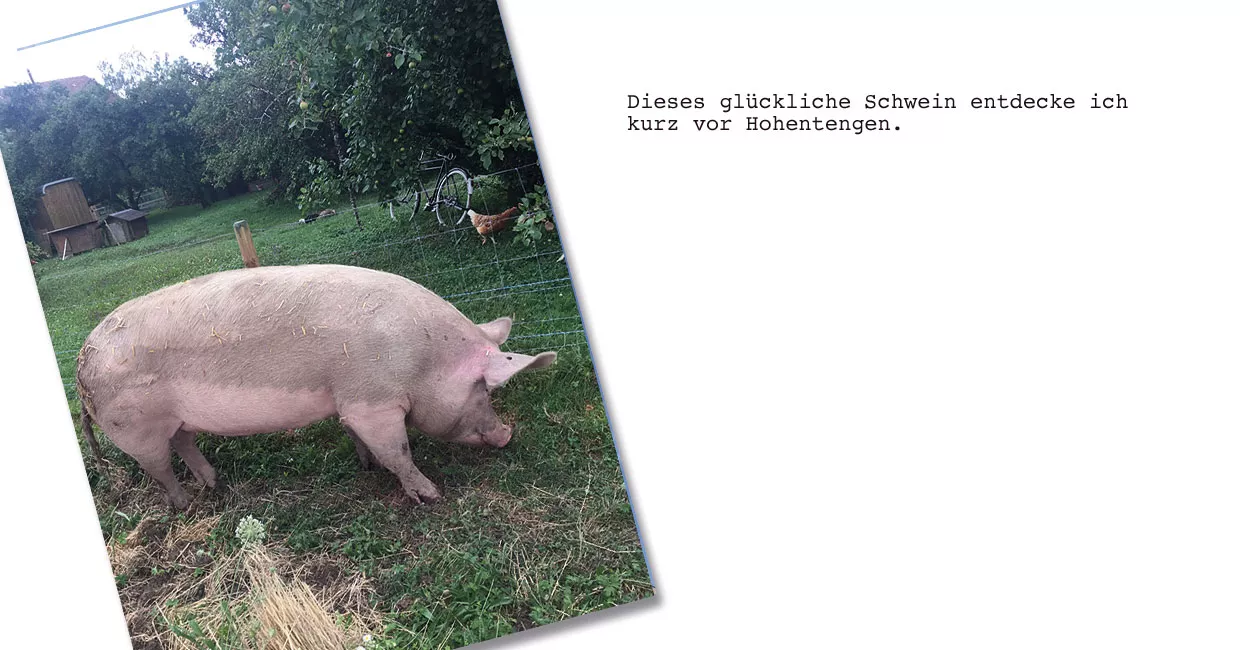 Schweine gehabt
