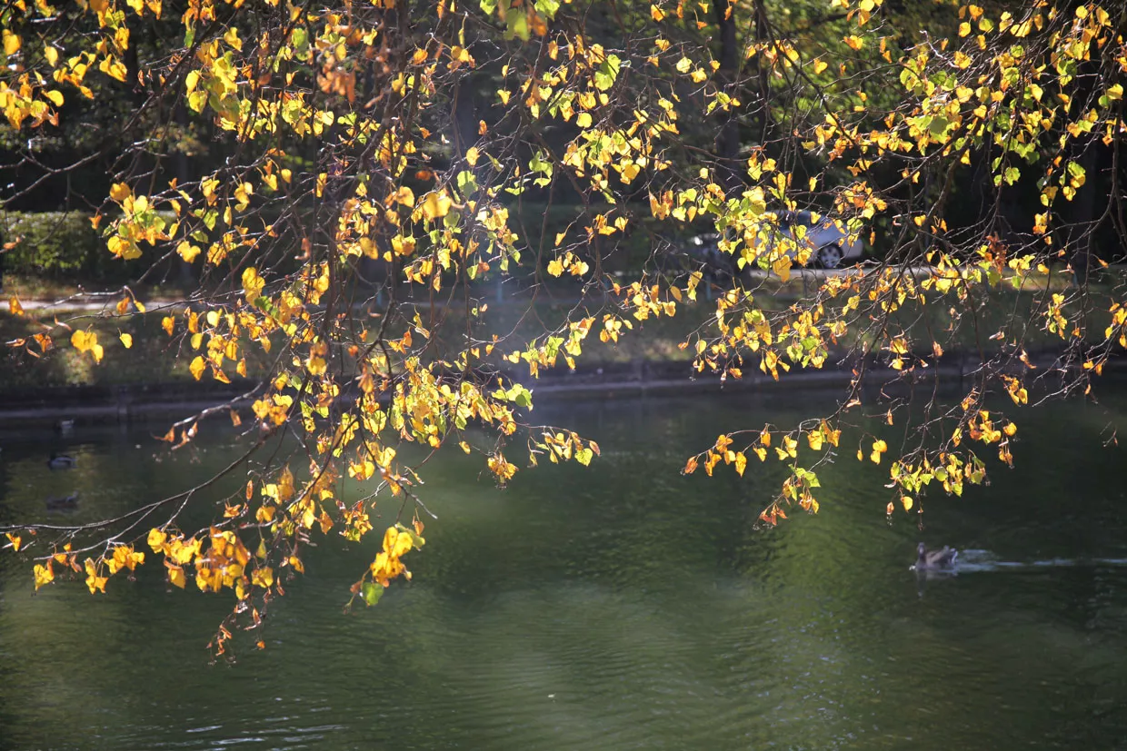 herbstblätter