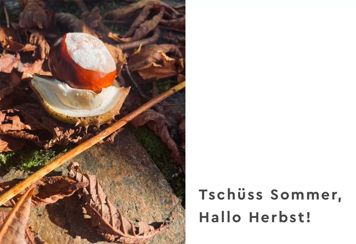 herbst-kastanien-jahresende