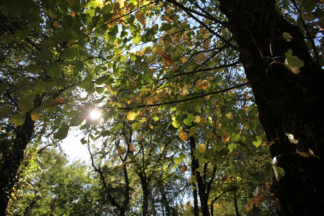 herbstblätter