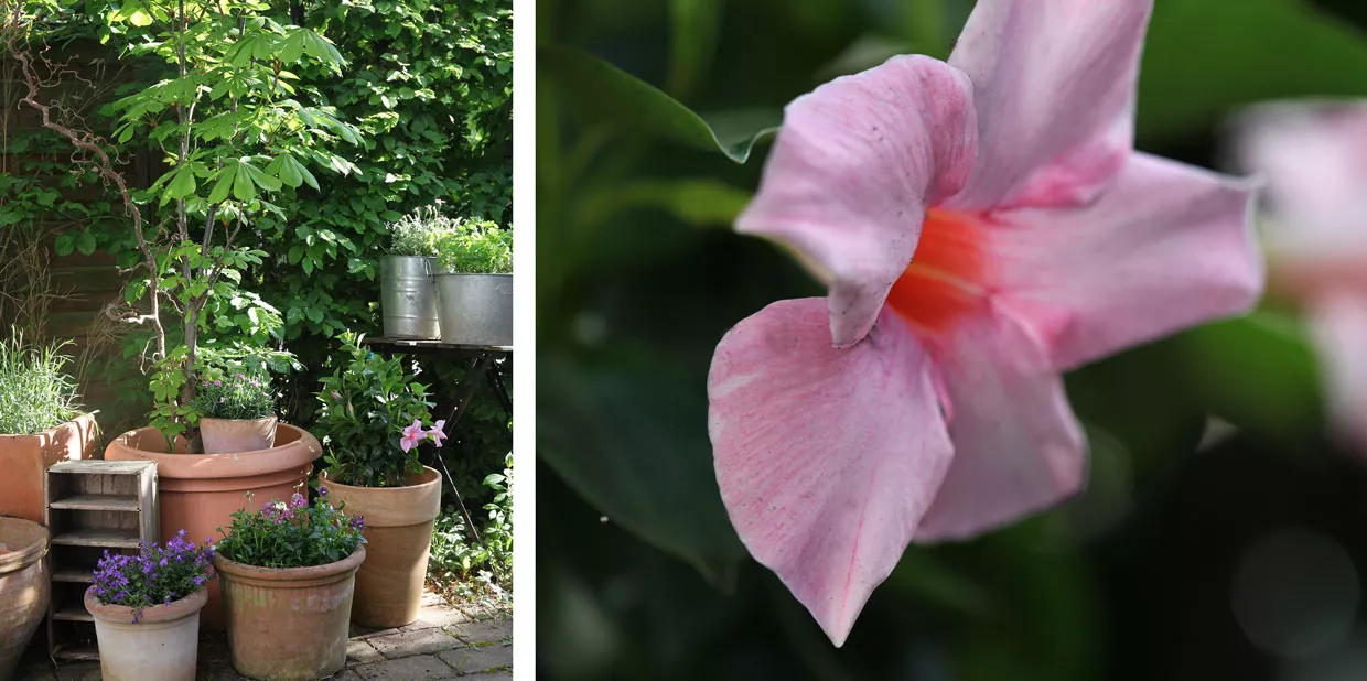 Garten im Mai