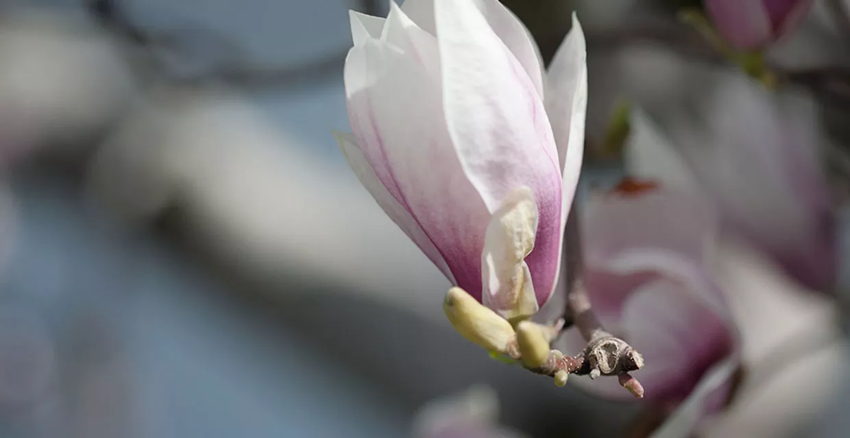 Magnolien
