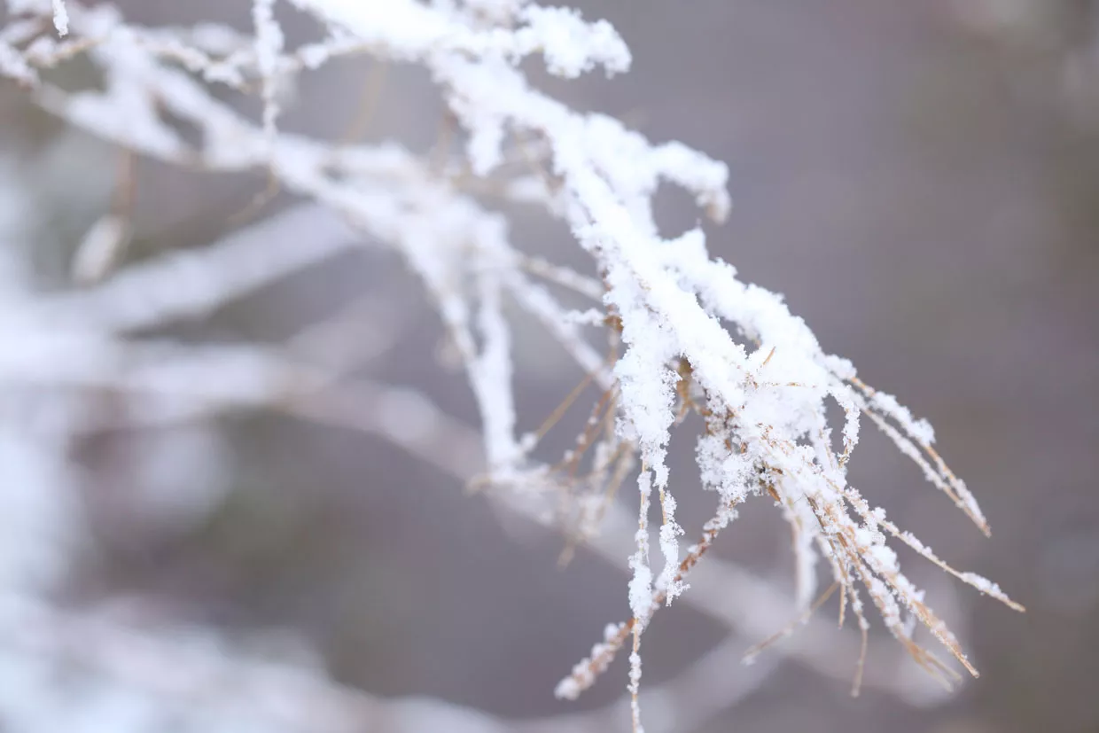 Winter