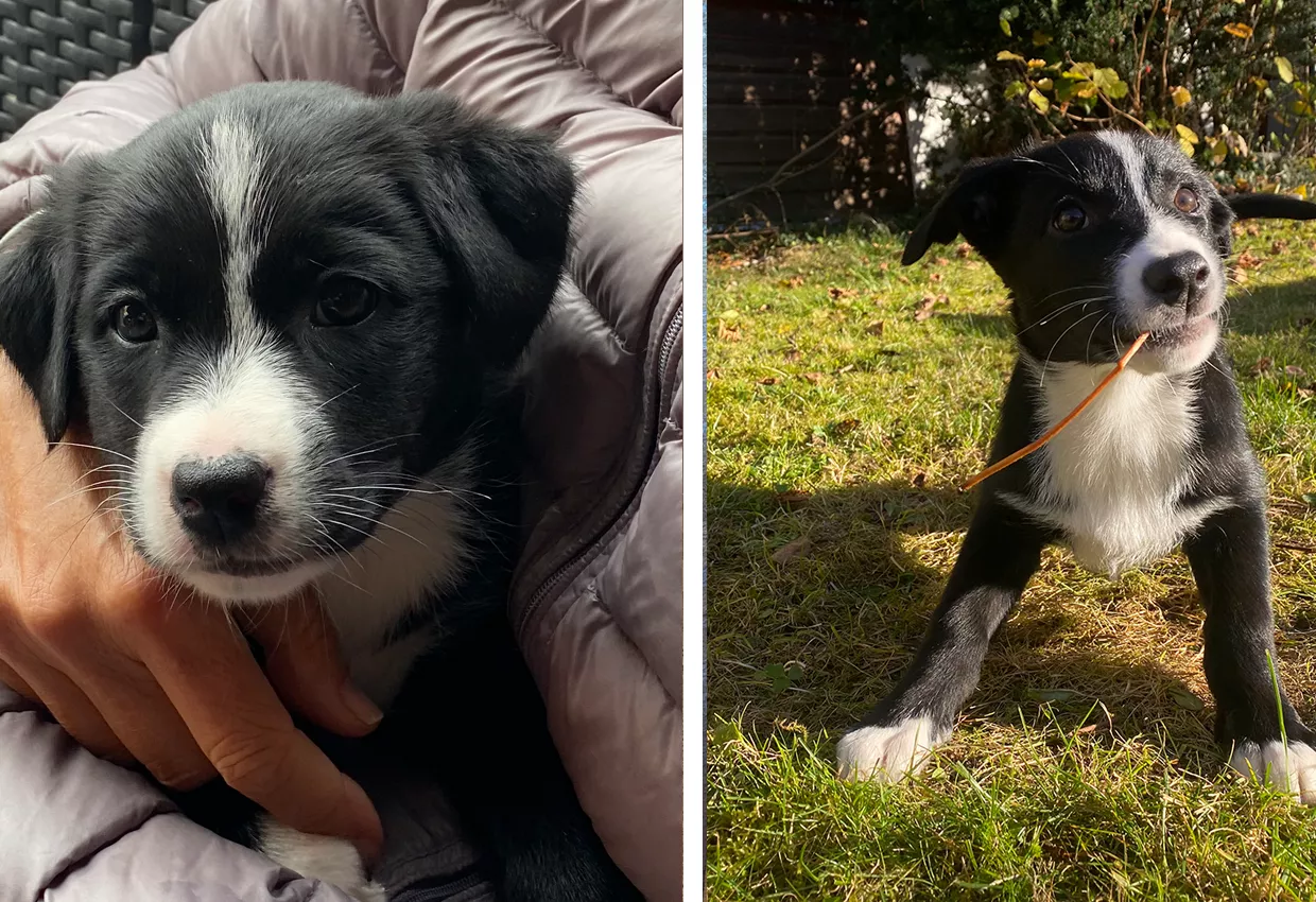 Aussiedor puppy