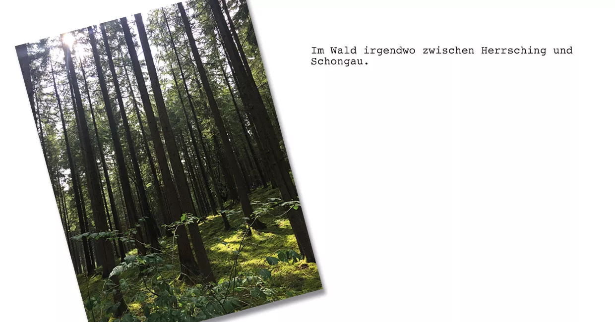 Wald im Allgäu