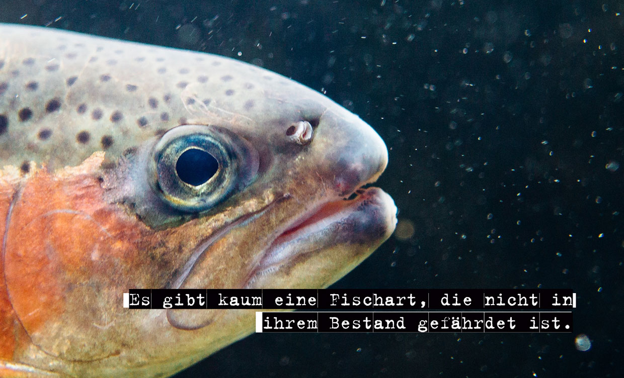 ueberfischung-nachhaltig-fisch-verzehren.-welttag-der-ozeane